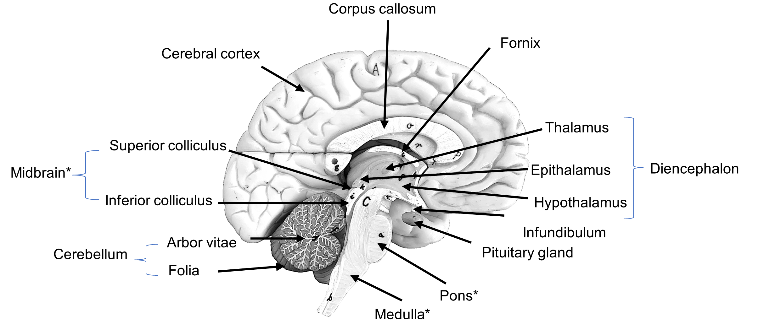 Midsagittal view of the brain showing structures of the diencephalon, midbrain, and cerebellum. Structures with a * make up the brainstem.