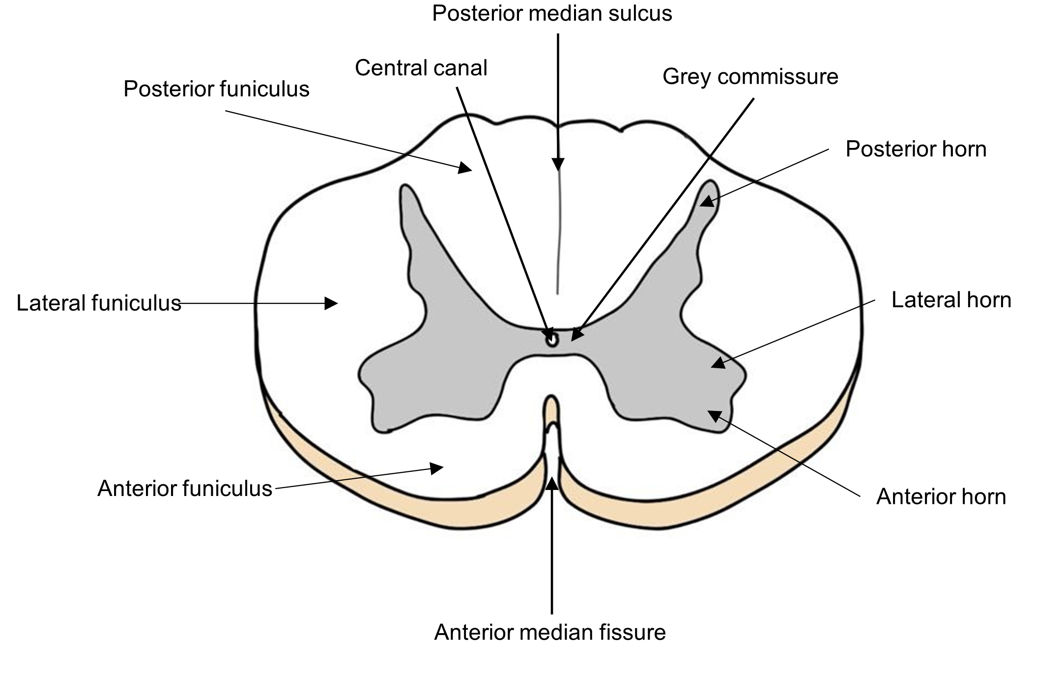 Labelled cross section of the spinal cord.