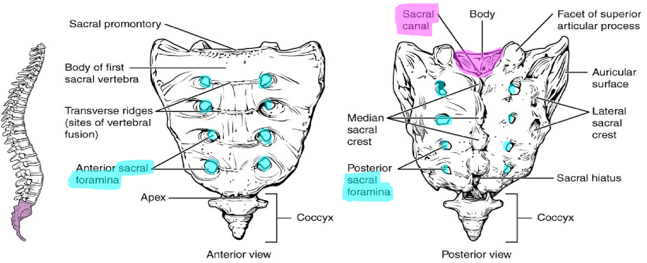 Markings and articulations of the sacrum and coccyx.