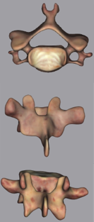 Cervical (top), thoracic (middle) and lumber (bottom) vertebrae.