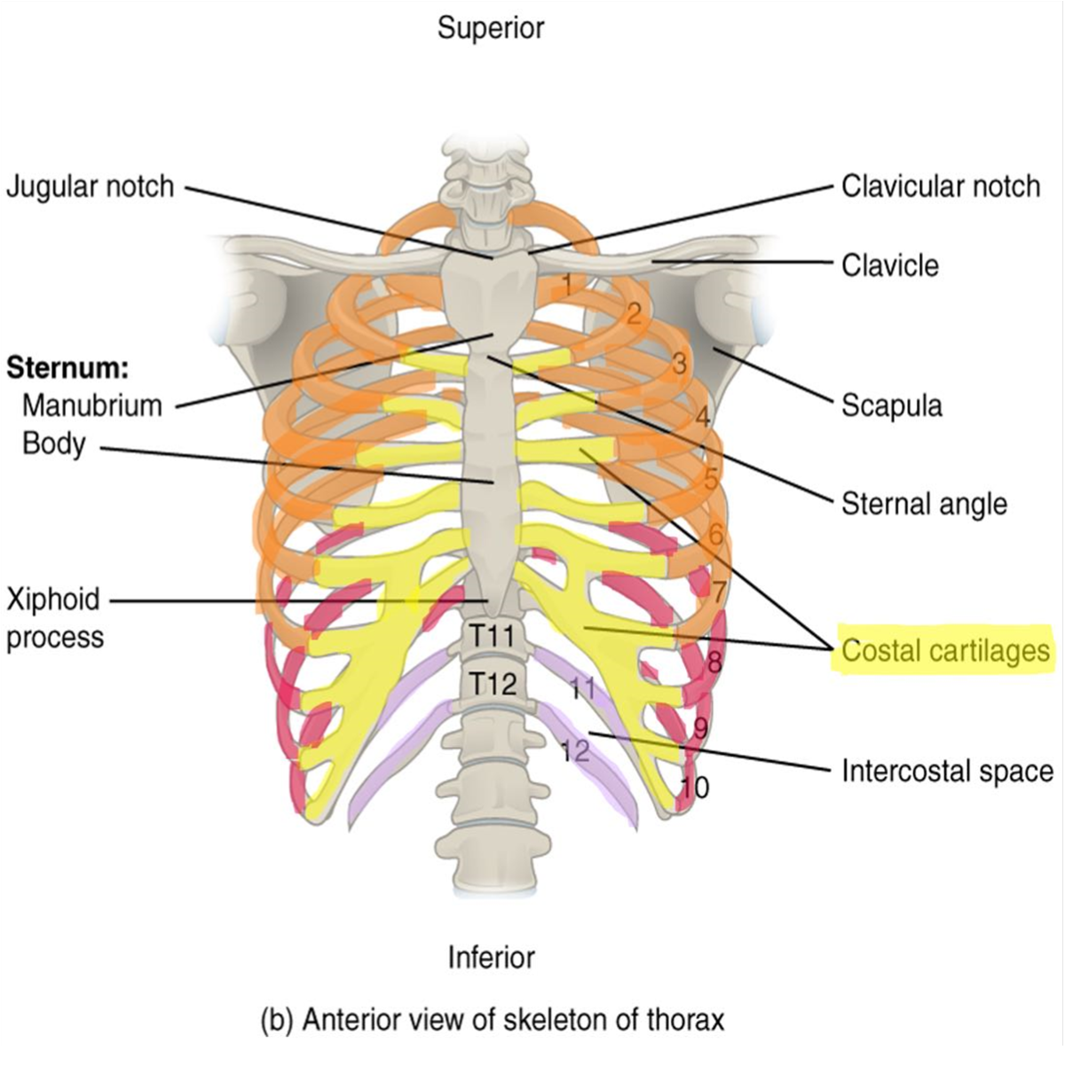 Markings of the thoracic cage.