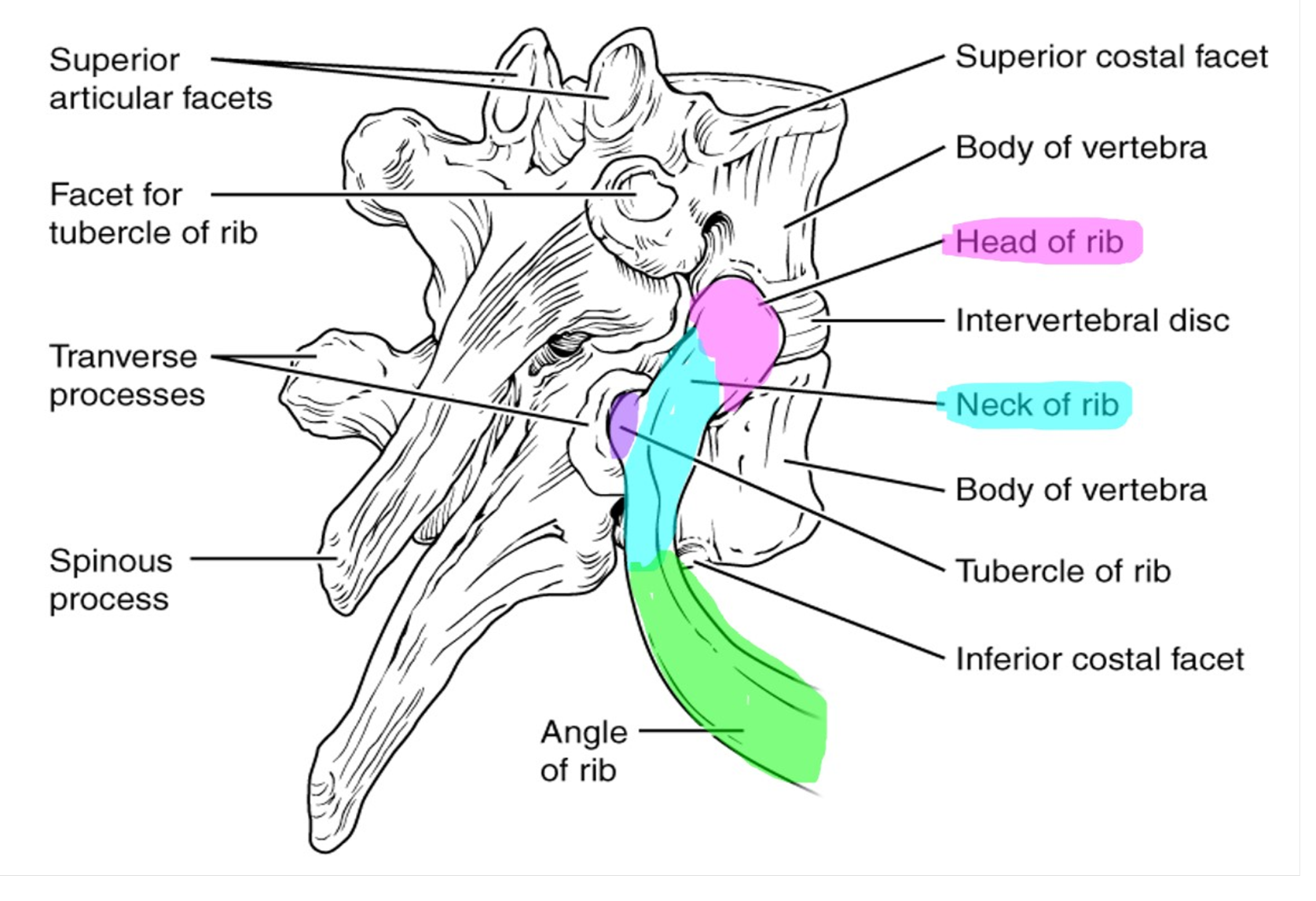 Articulations between the thoracic vertebrae and the ribs.