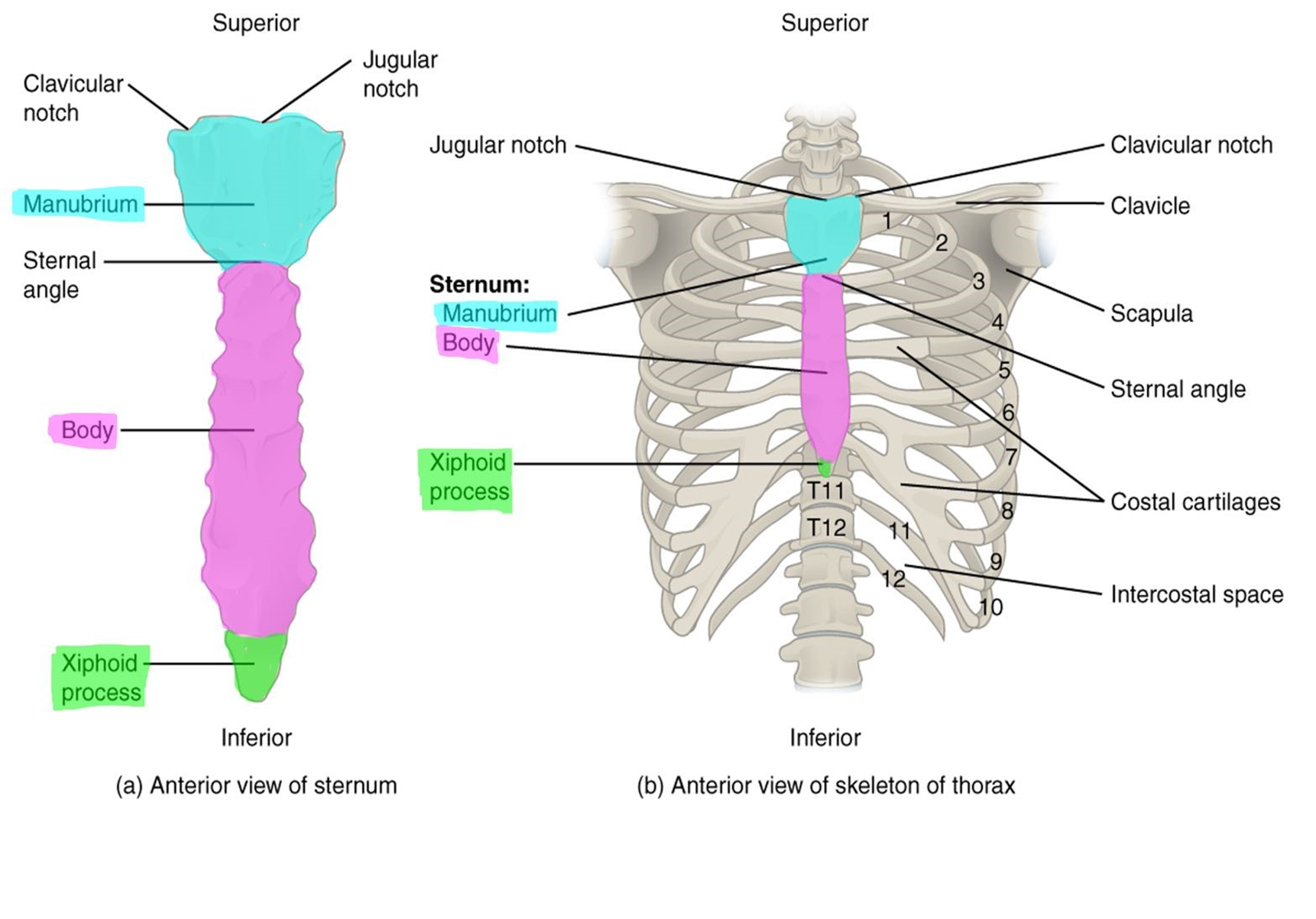 Markings of the sternum.