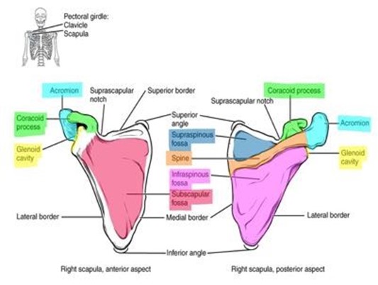 Bone markings of the scapula.