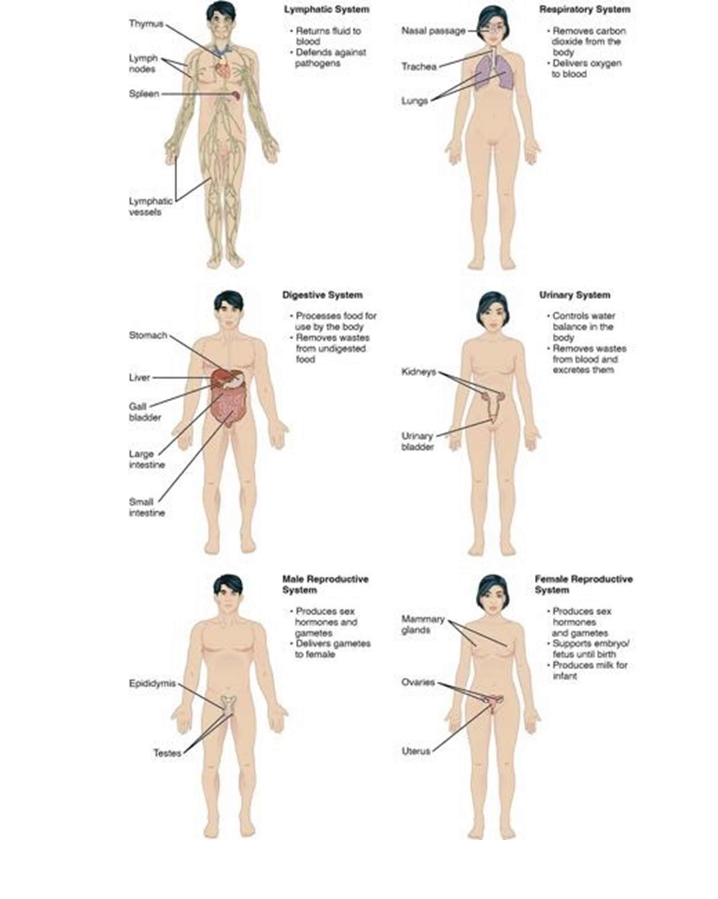 Organs and organ systems of the human body.