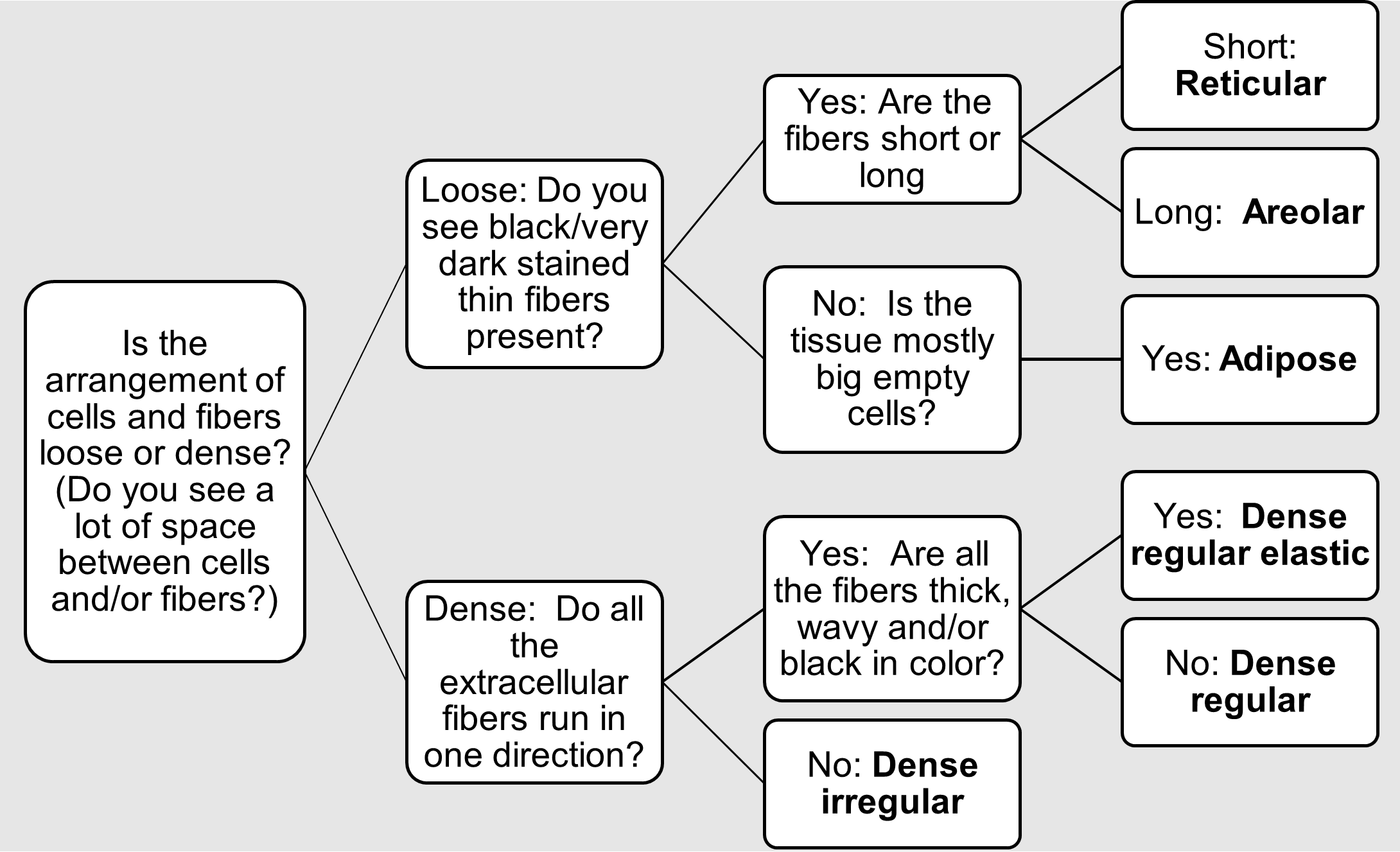 Decision tree used to identify loose and dense connective tissue subtypes.