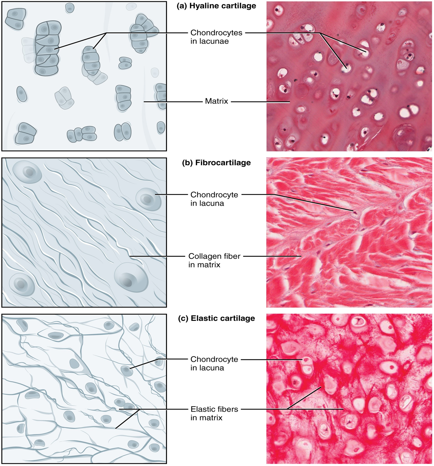 Microscopy (right) and drawings (left) of three types of cartilage.