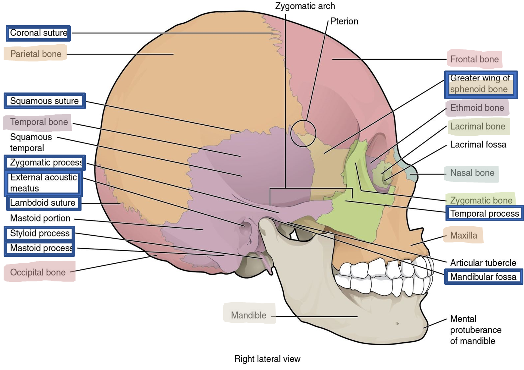 Lateral view of the skull.