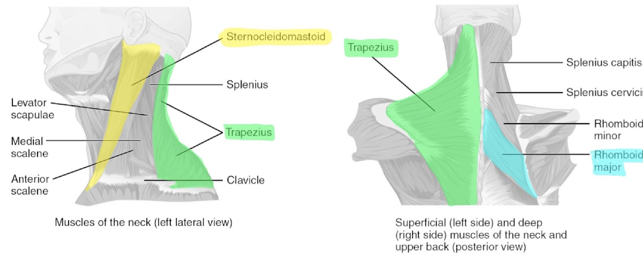 Muscles of the neck and back.