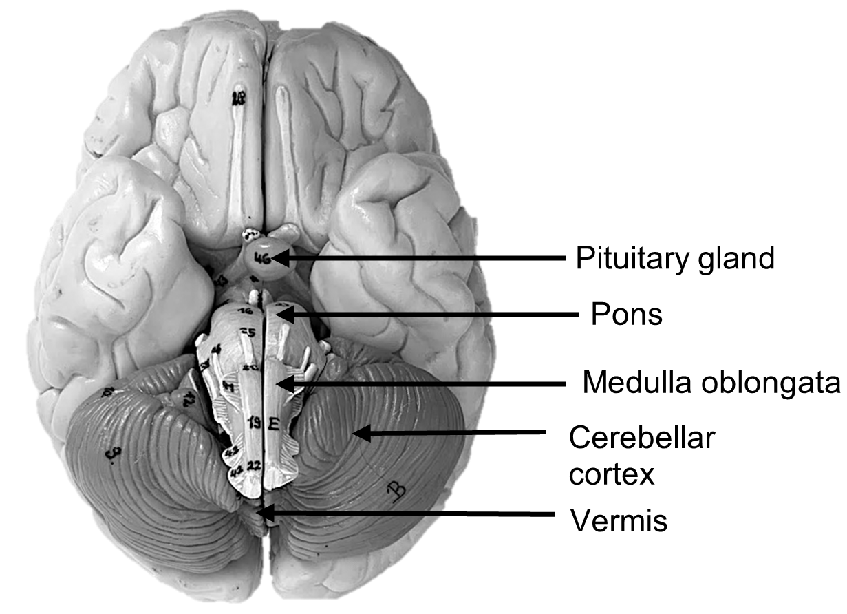 Inferior view of brain.