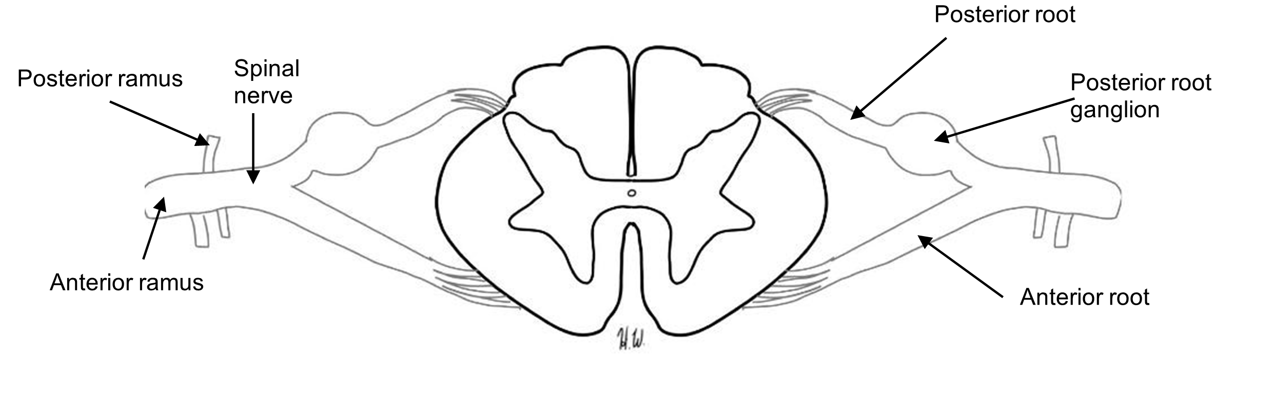 Labelled cross section of the spinal cord and nerves.