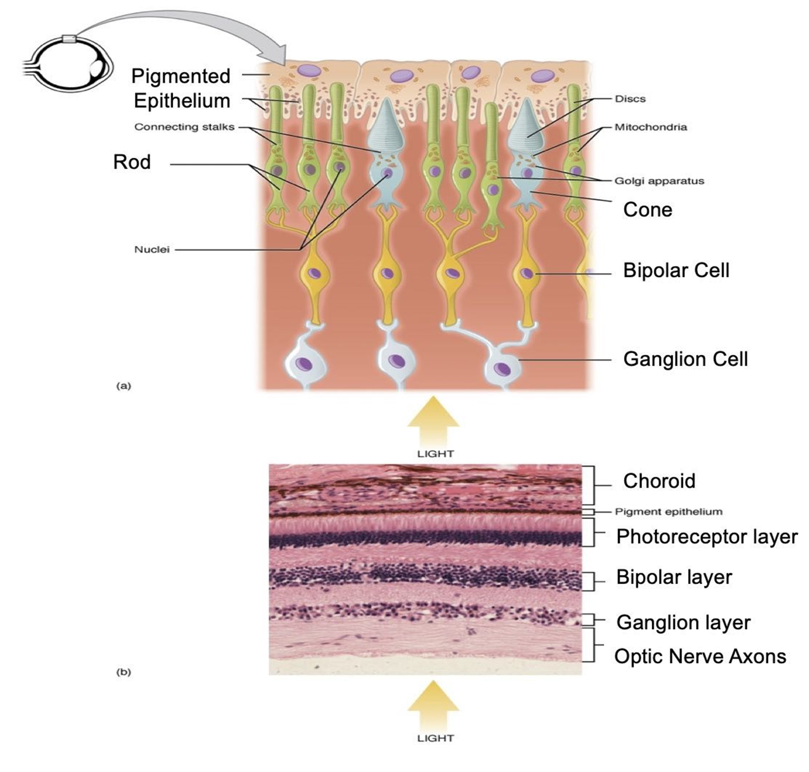 The microanatomy of the retina. A diagram illustrating the location of retinal cells (top). A microscopic image illustrating the layered retina (bottom). Dark areas represent clusters of stained nuclei, whereas pink areas indicate axons.