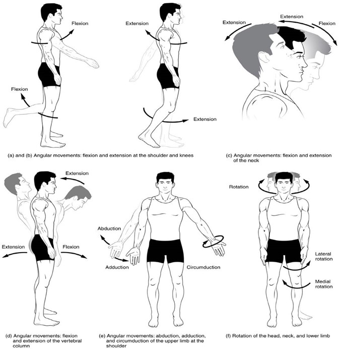 Movements at diarthrotic (synovial) joints include different forms of flexion and extension (a - d), angular movements such as abduction, adduction, and circumduction (e) and rotational movements (f).