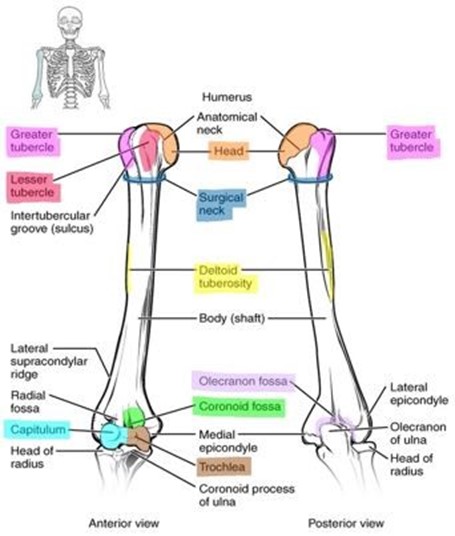 Bone markings of the humerus.