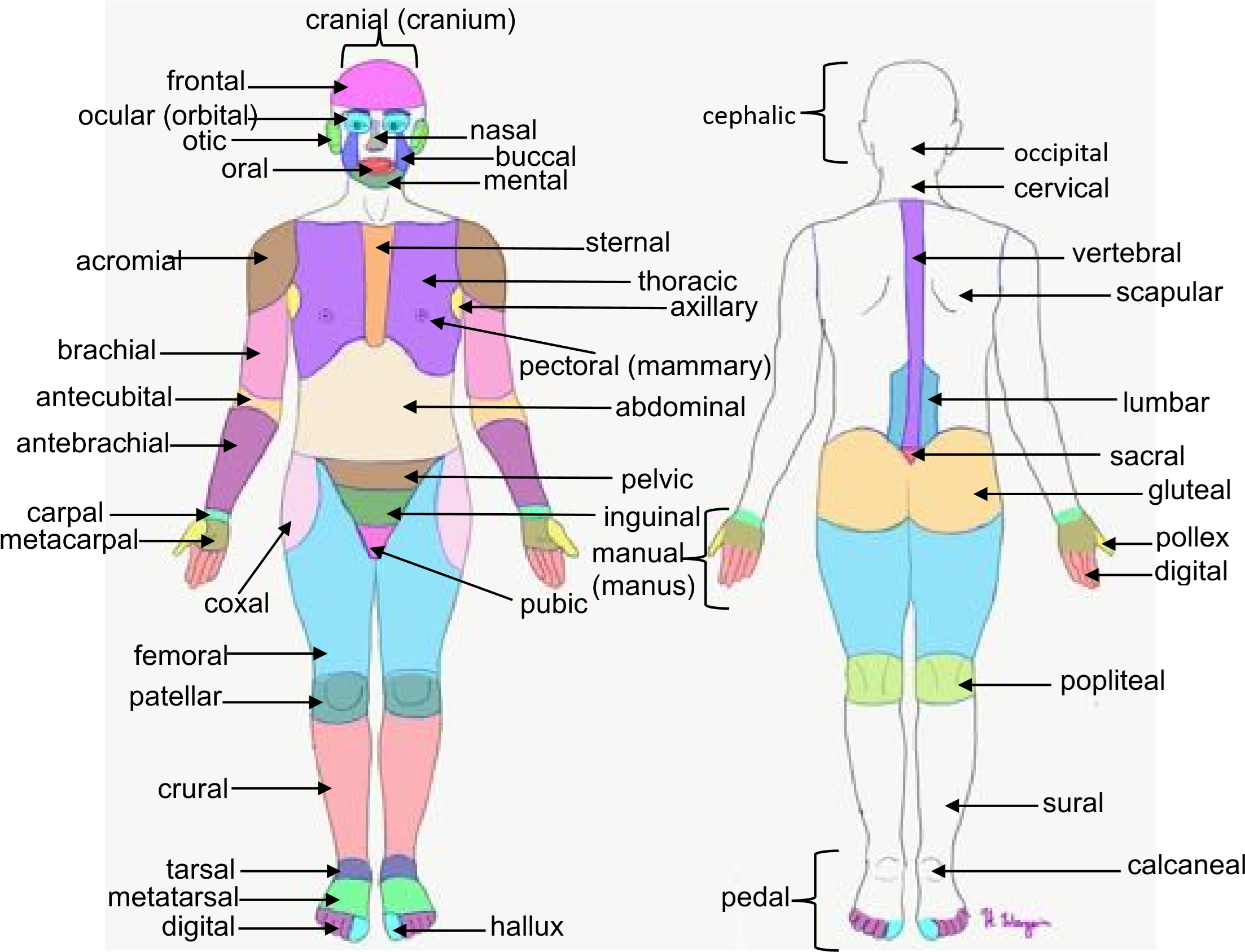 Surface anatomy terms on the anterior and posterior sides of the body.