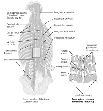 The erector spinae muscle group.