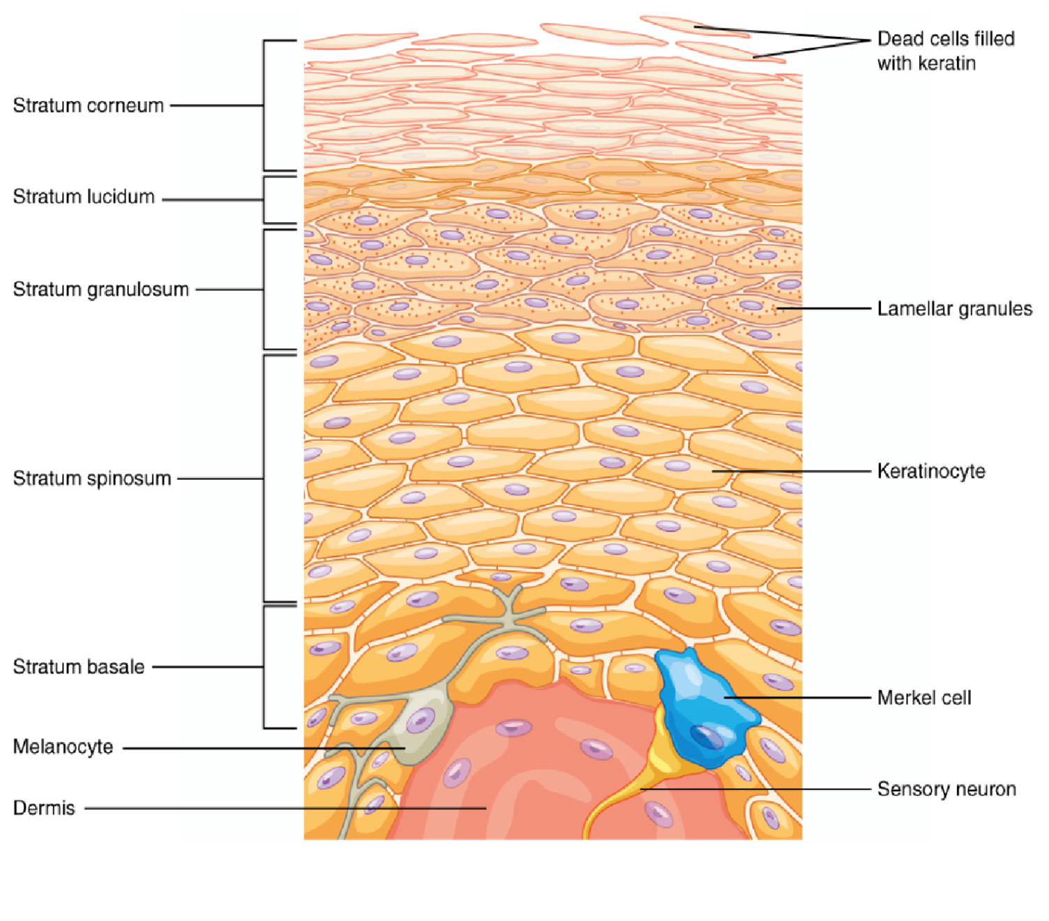 Diagram showing the layers of the epidermis.