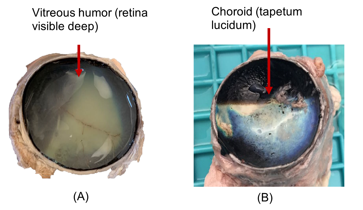 Anatomy of posterior cavity of dissected cow eye.