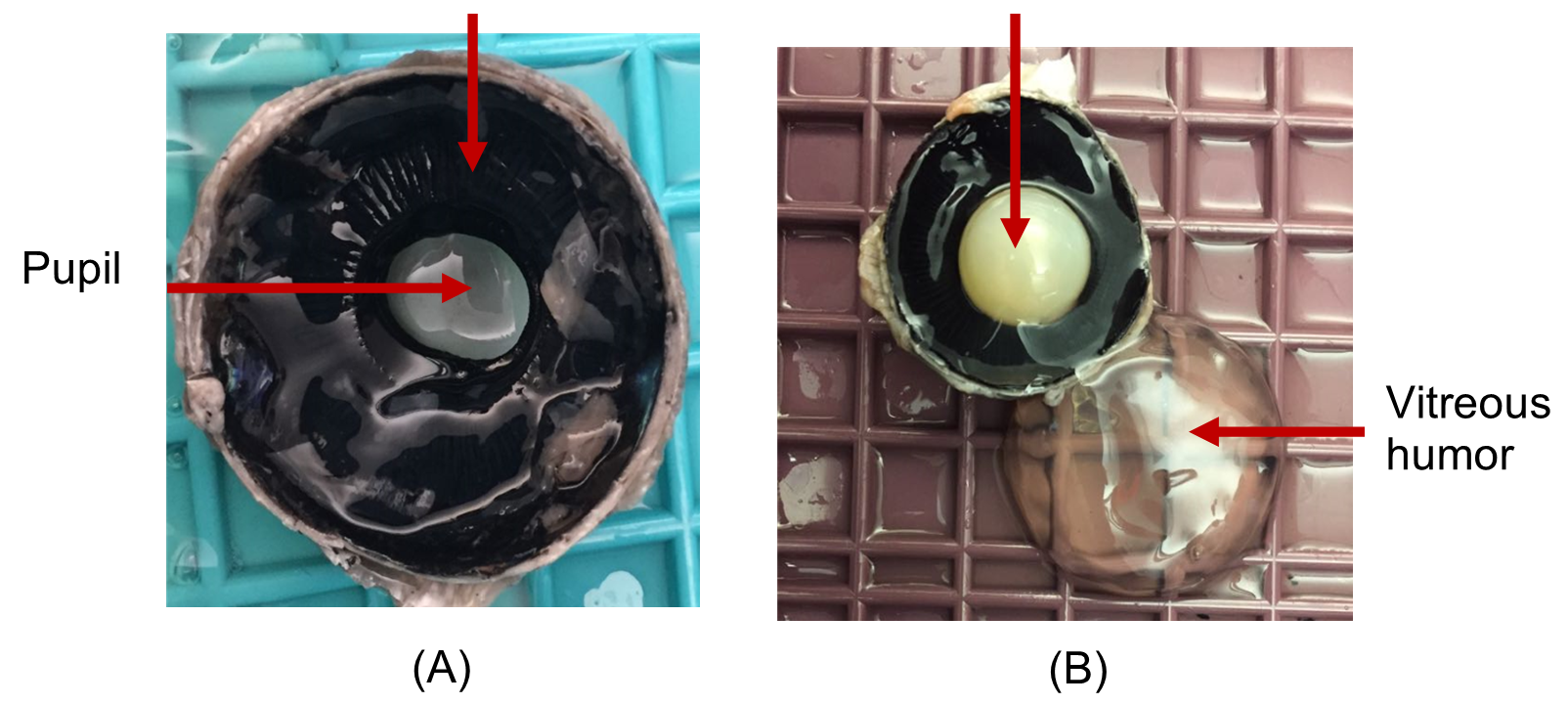 Anterior segment of cow’s eye with, (a) pupil visible and (b) lens in place and vitreous humor off to the side.