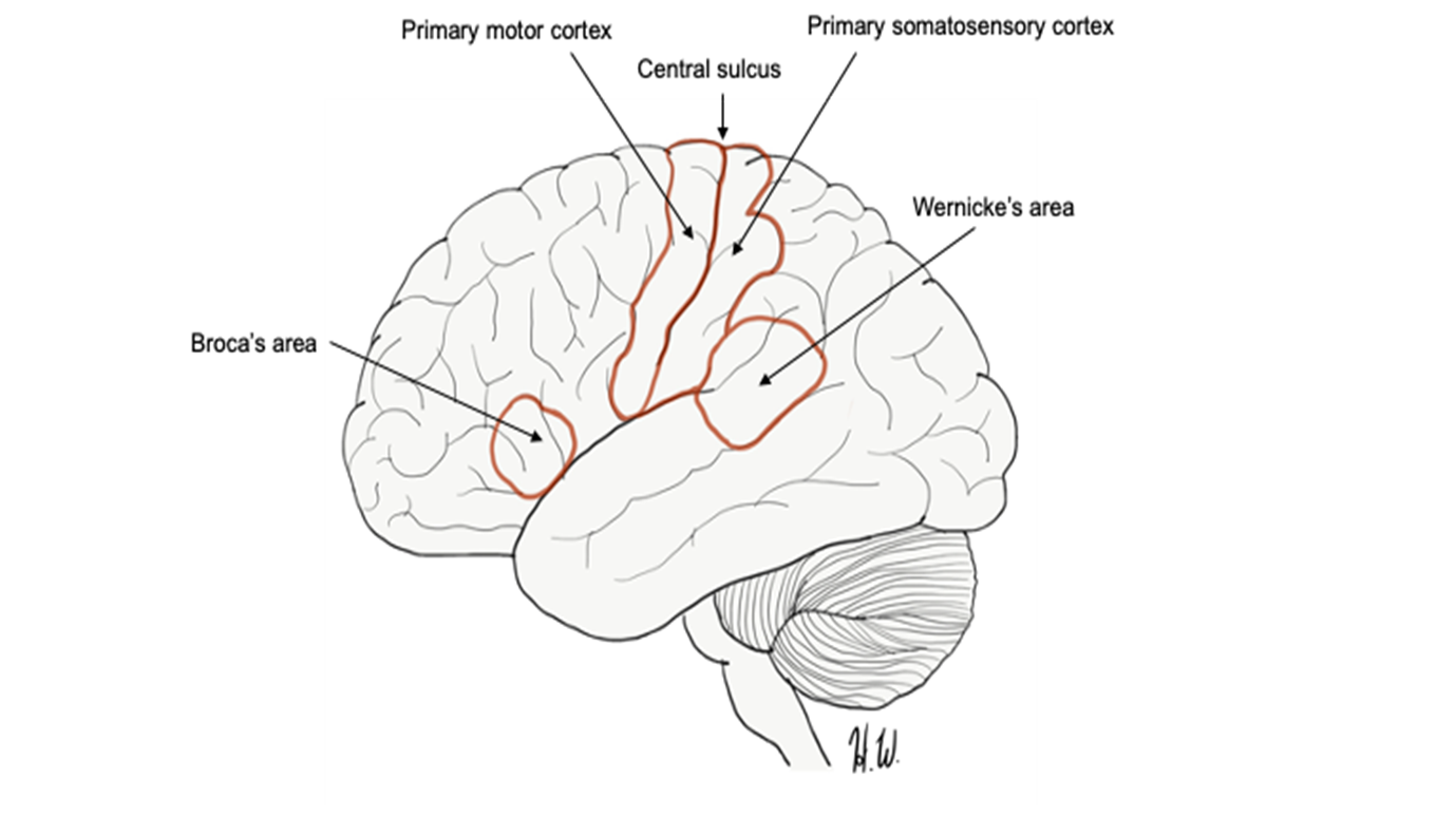 Functional areas of the cerebrum (lateral view).