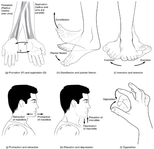 Movements at diarthrotic (synovial) joints include special movements such as supination and pronation (g), dorsiflexion and plantar flexion (h), inversion and eversion (i), protraction and retraction (j), elevation and depression (k), and opposition (l).