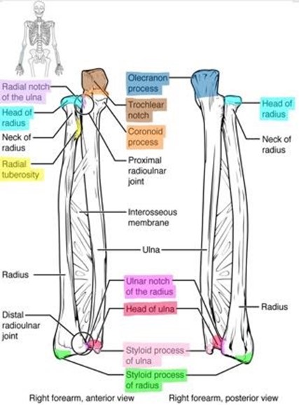 Bone markings of the radius and ulna bones.