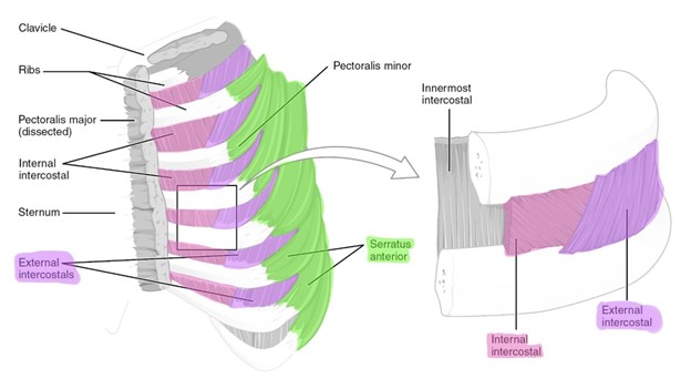 Muscles involved in breathing (ventilation).