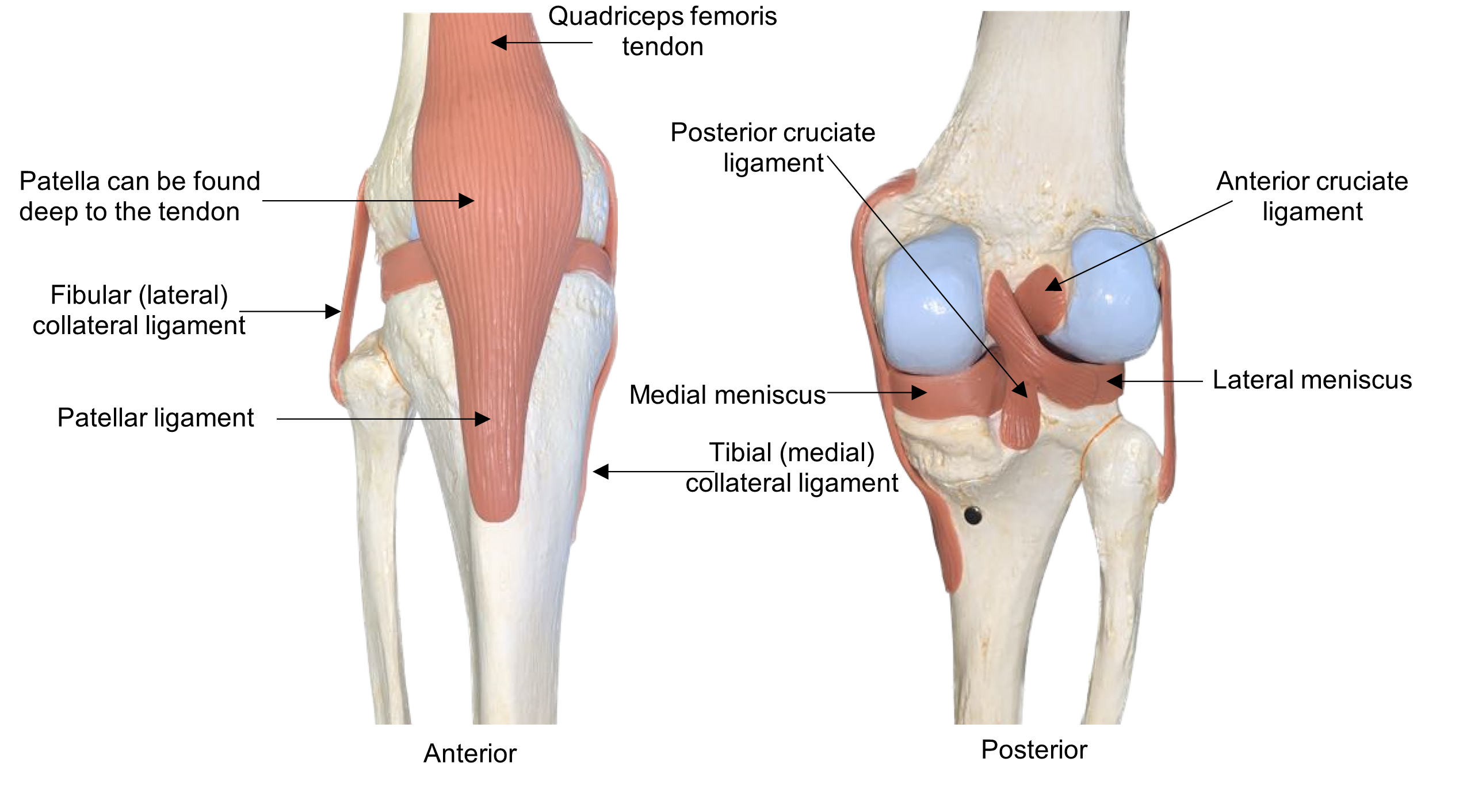 Anterior and posterior views of the knee model.