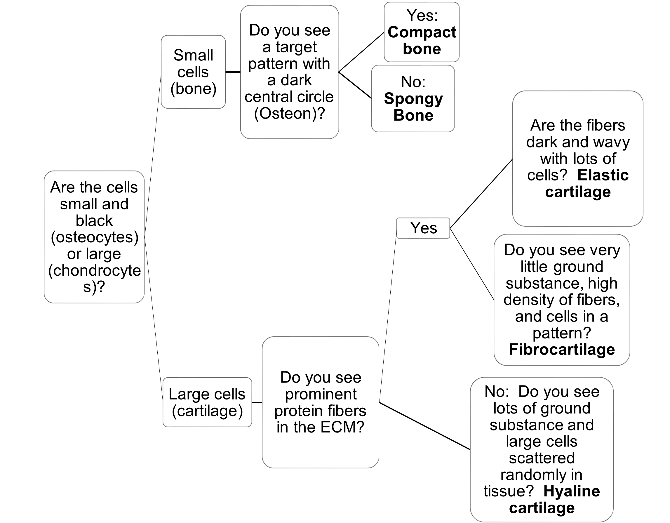 Decision tree used to identify supportive and fluid connective tissue types.