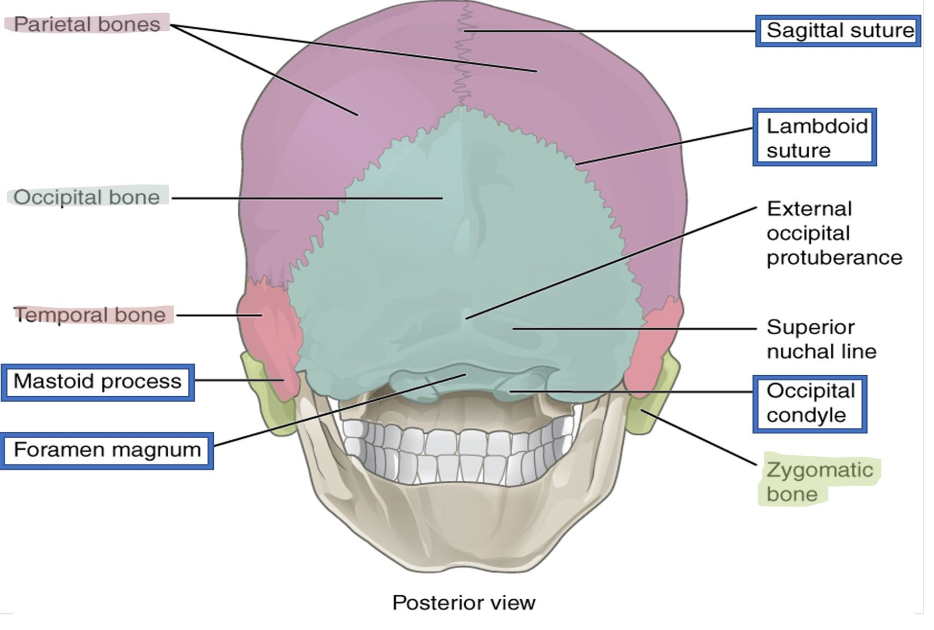 Posterior view of the skull.