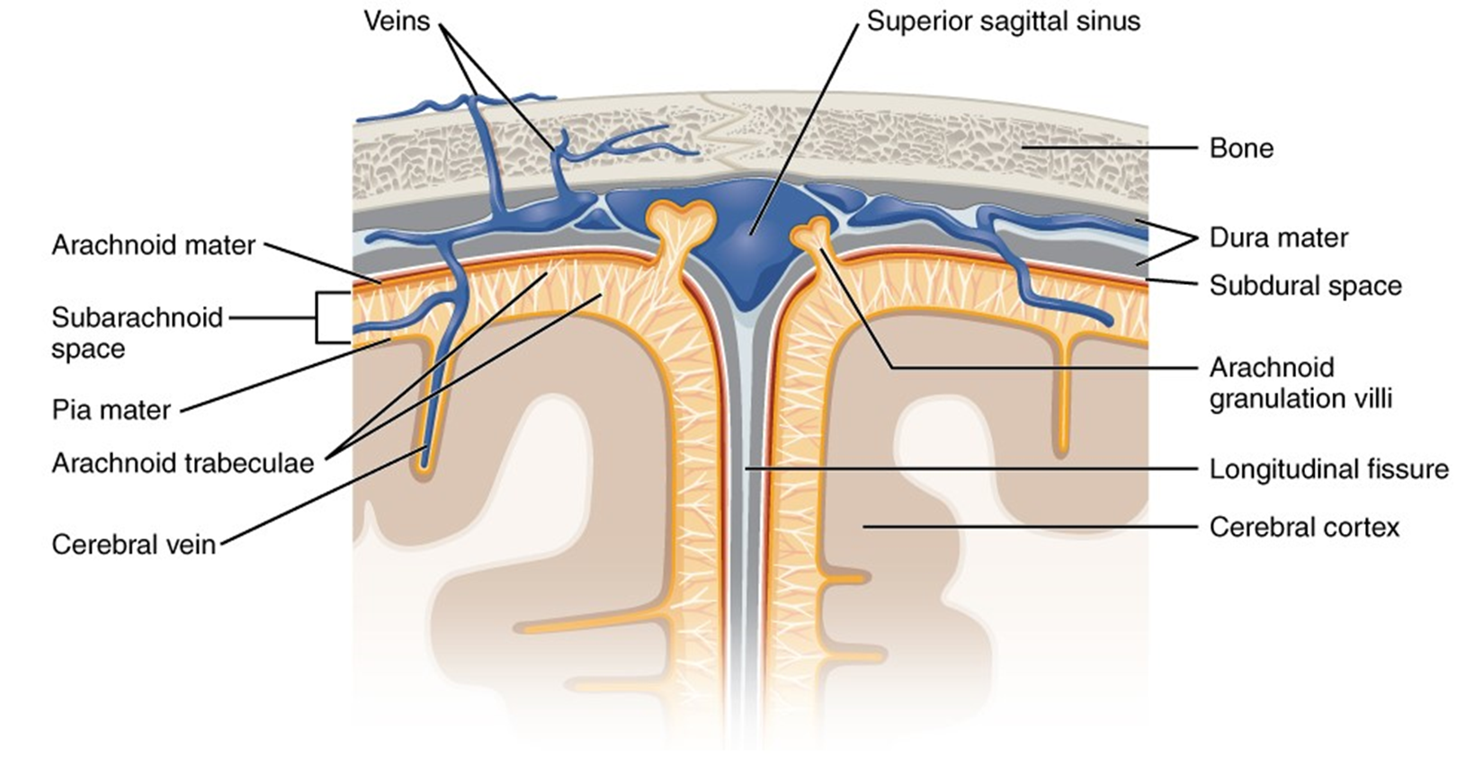 Close-up of sagittal sinus arachnoid granulation.