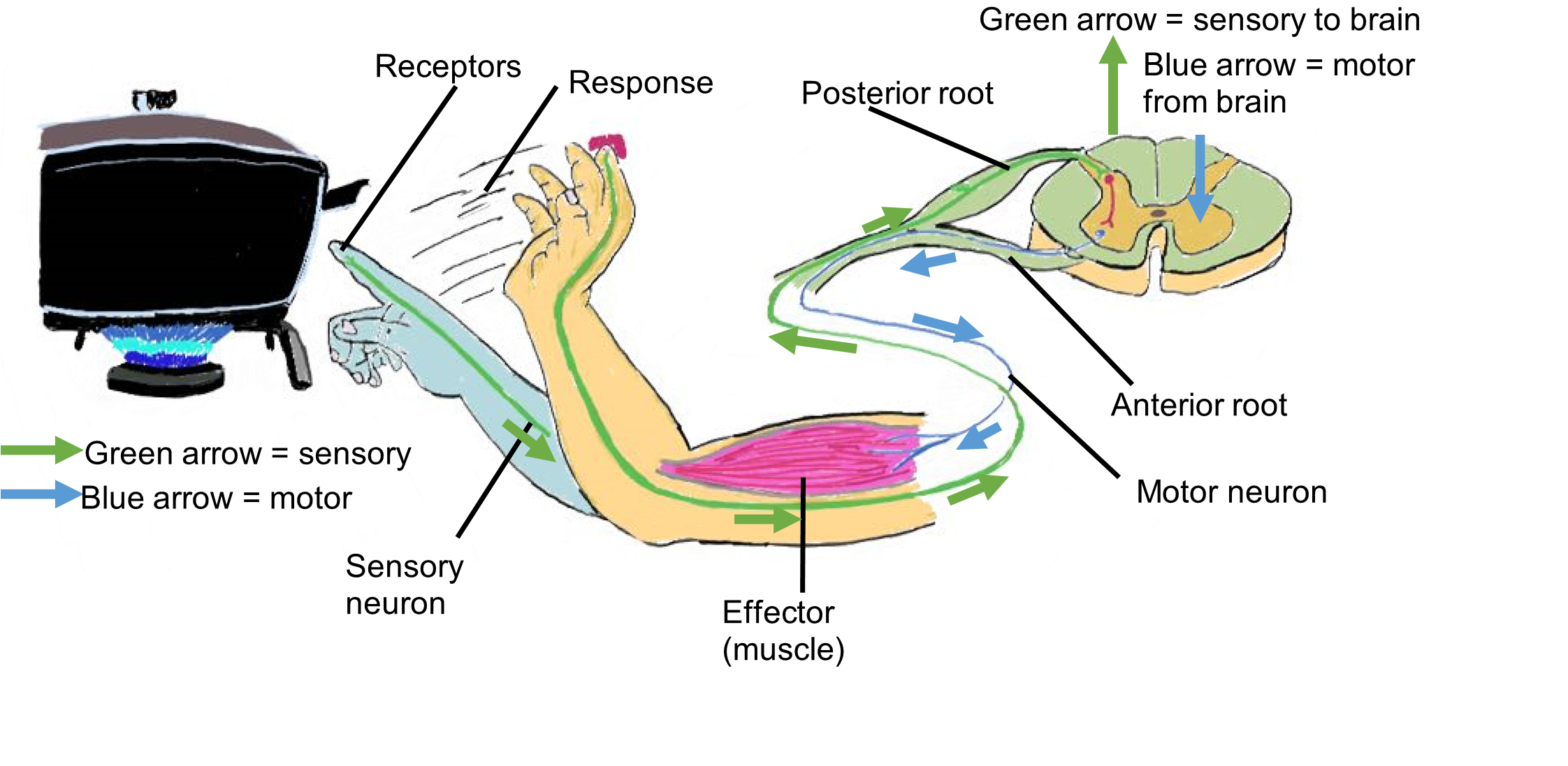 A typical spinal nerve reflex.