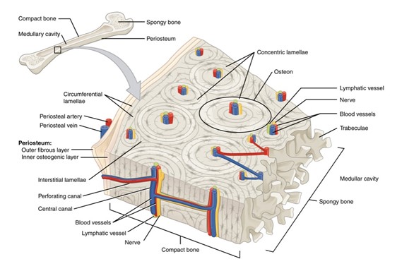 The organization of compact bone into osteons.