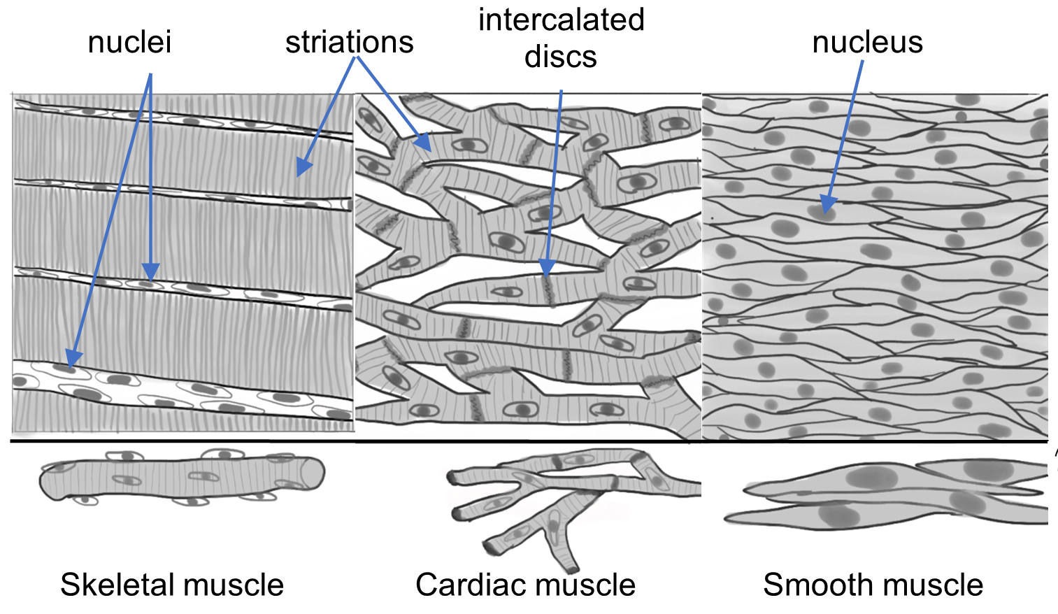 Representative drawings of the three types of muscle tissue, skeletal, cardiac, and smooth.