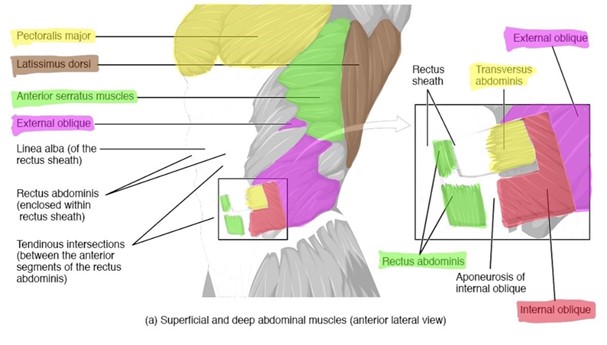 Muscle of the abdominal wall.