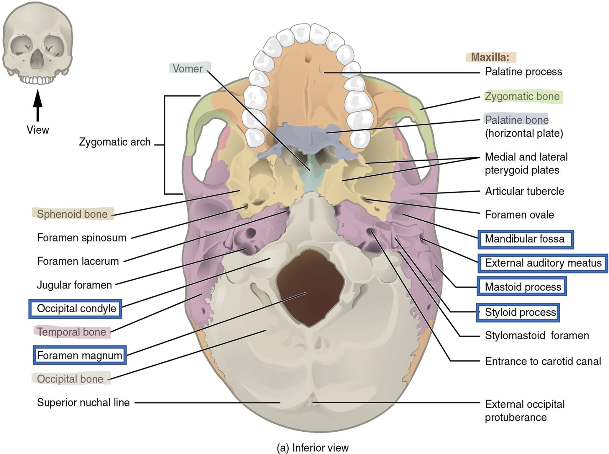 Inferior view of the skull.