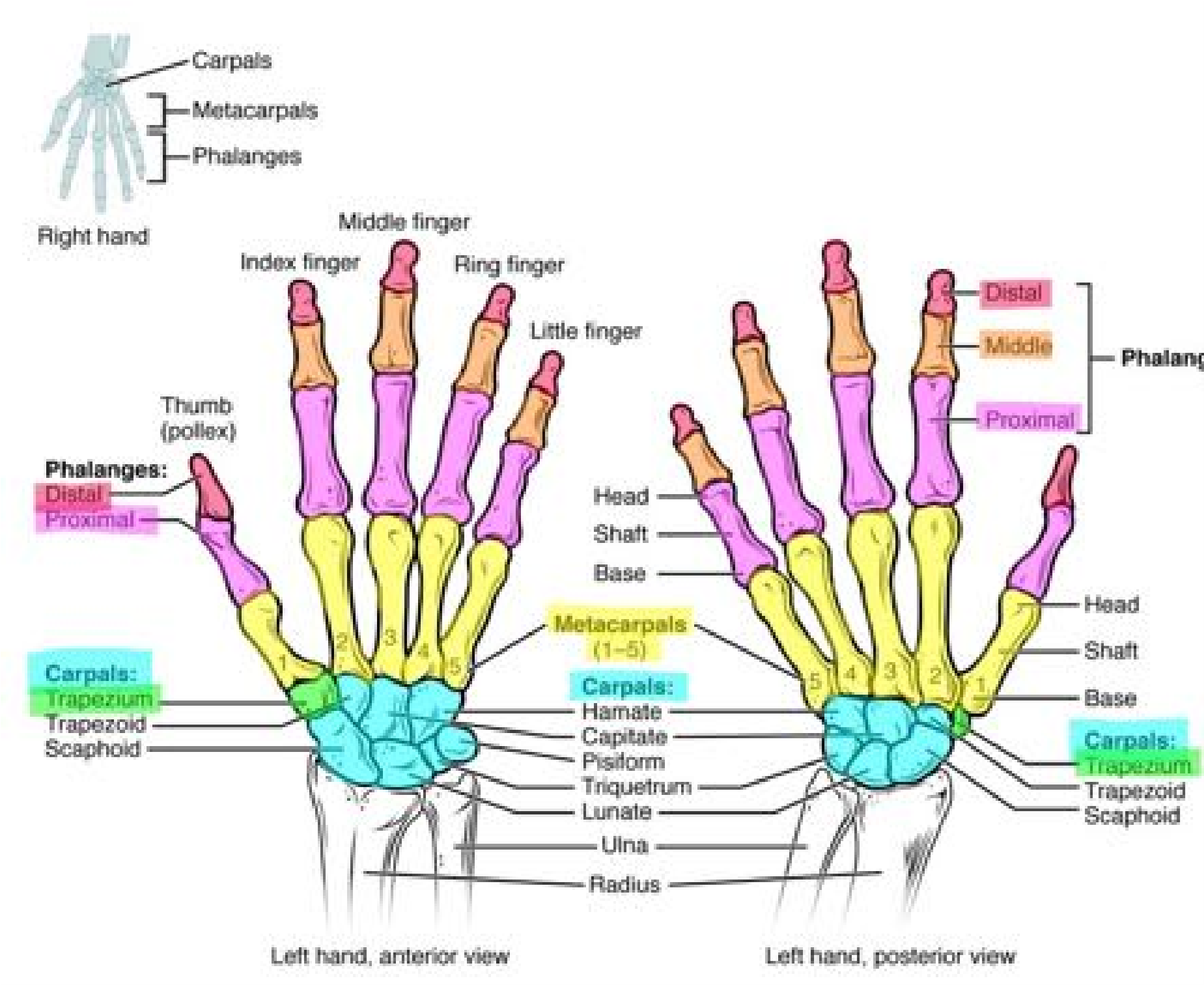 Bones and bone markings of the hand and wrist.