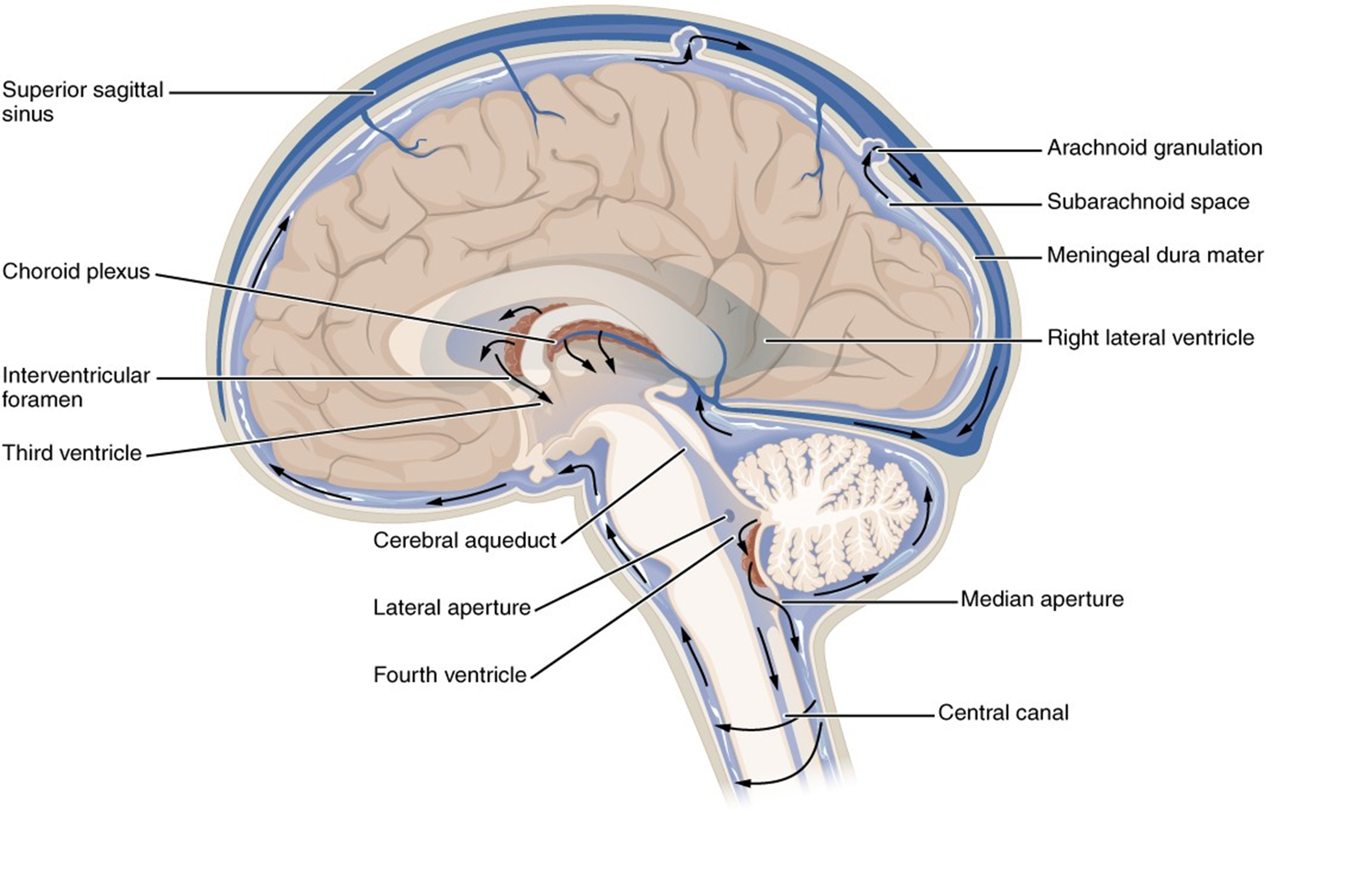 Midsagittal section of the head, showing circulation or cerebrospinal fluid (CSF), black arrows. 