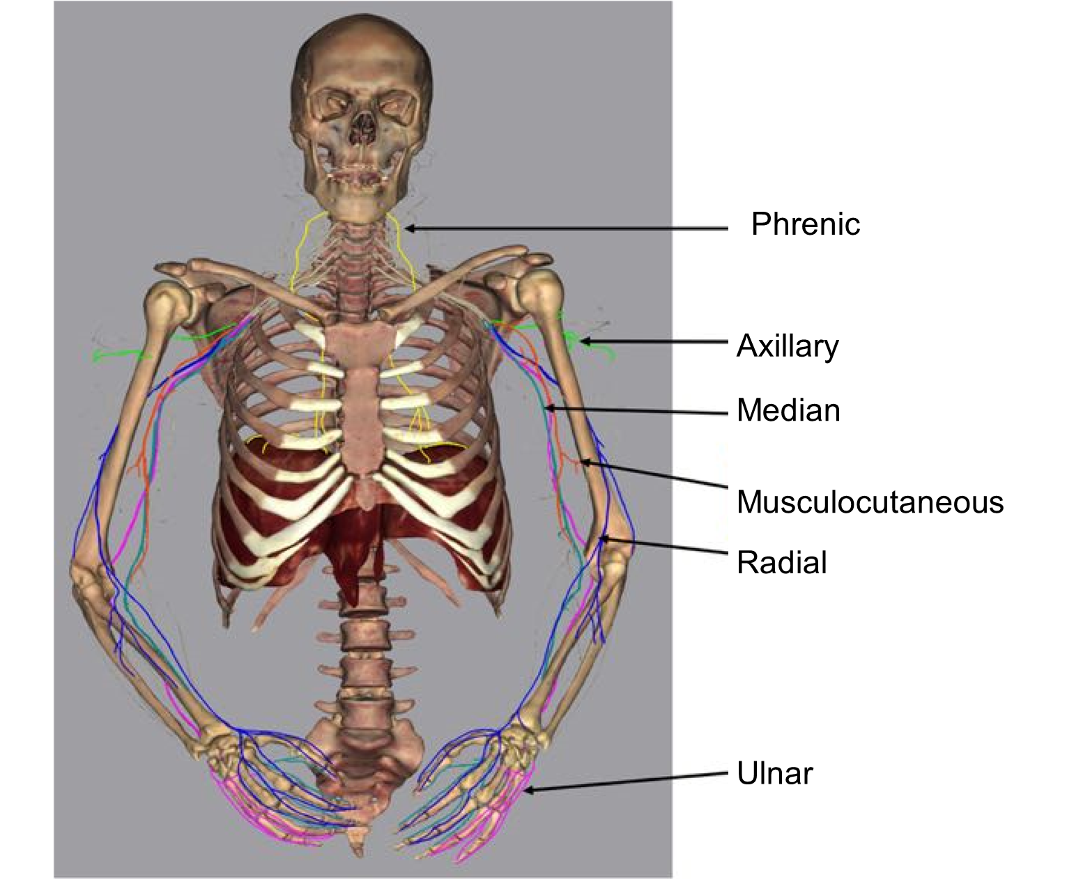 Cervical and brachial plexuses and their associated nerves.