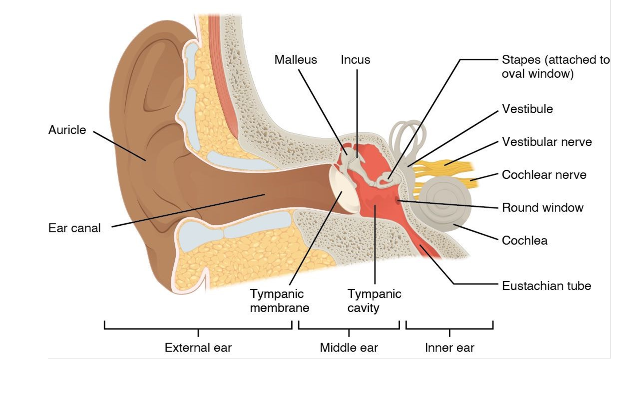 Structures of the ear.