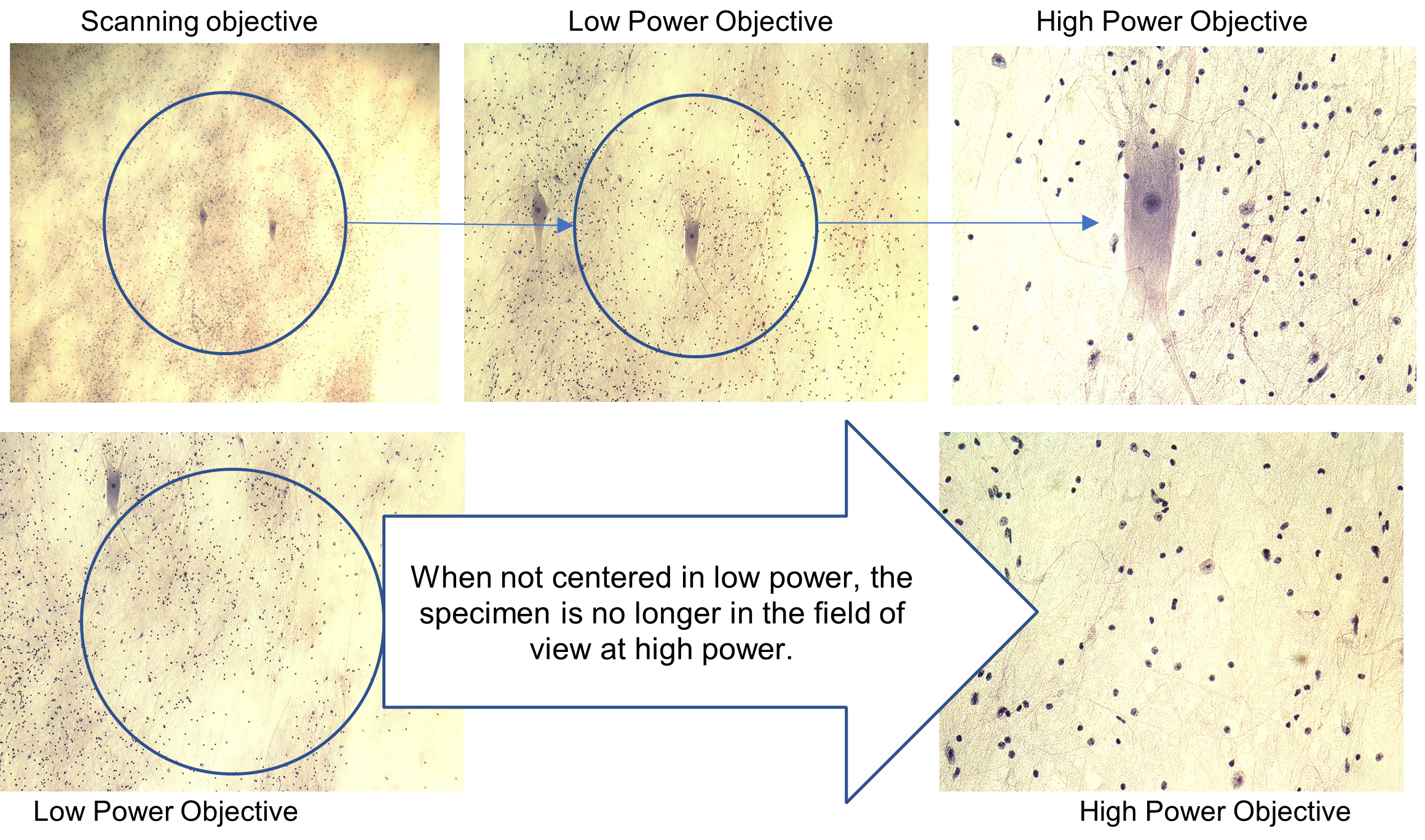 Example of the field of diameter and the importance of centering a specimen.