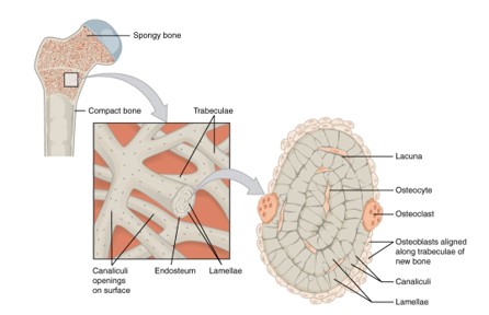 The organization of spongy bone into trabeculae.