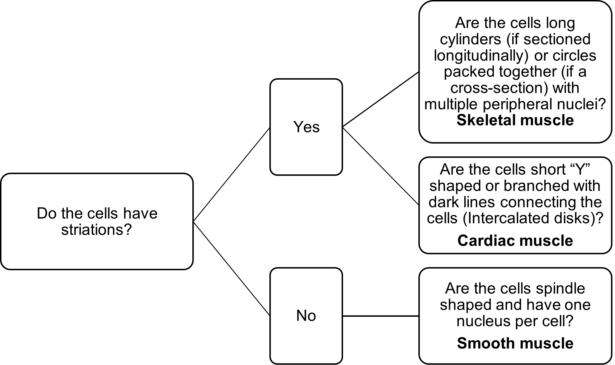 Decision tree used to identify among the three types of muscle tissue.