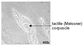 Labeled image showing Tactile (Meissner) corpuscle.