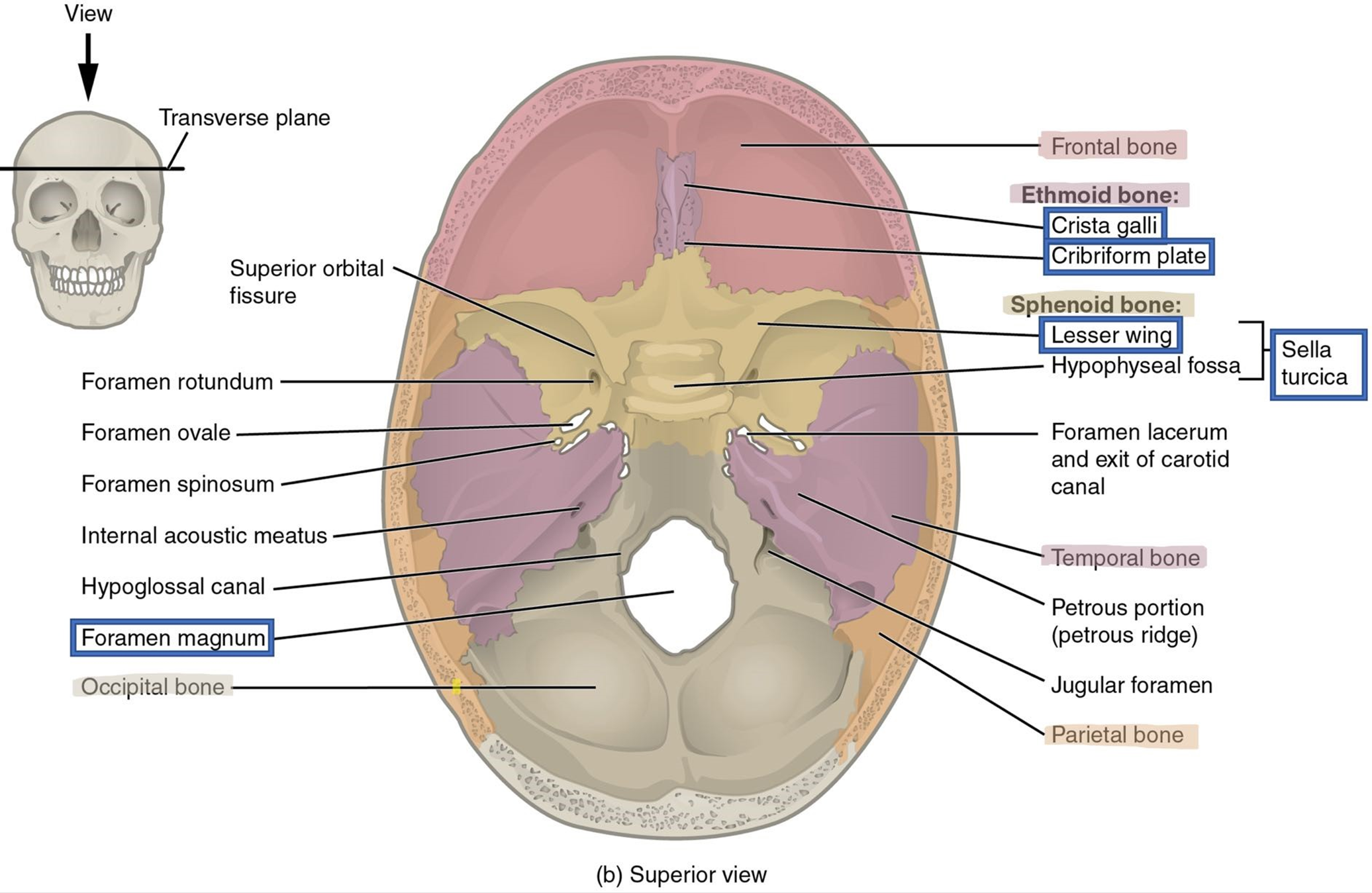 Superior view of the skull through the transverse plane.