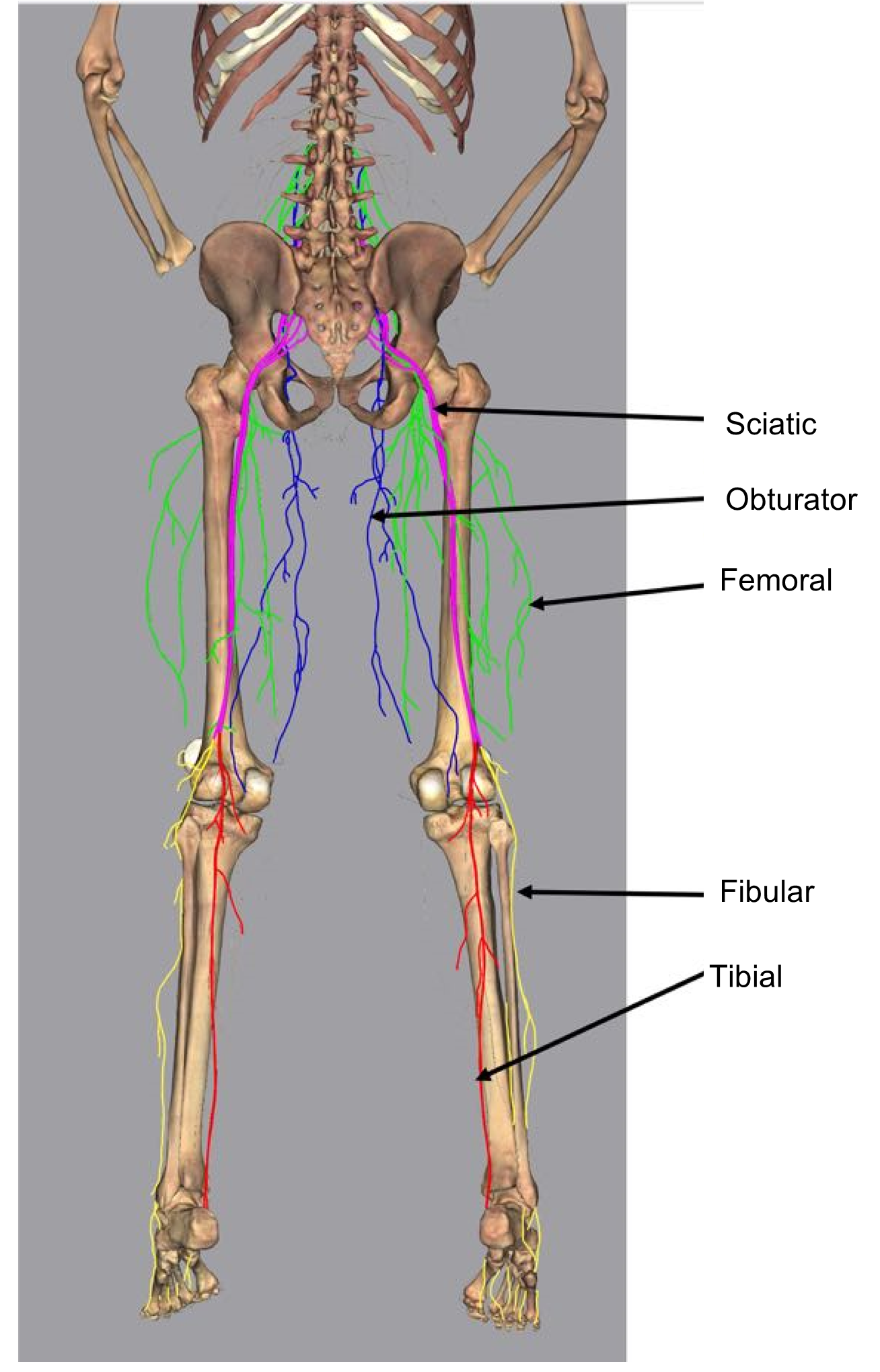 Sacral and lumbar plexuses and their associated nerves.