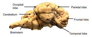 Figure 7 External view of sheep brain.