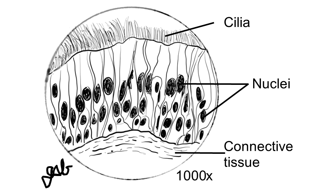 Proper scientific drawing of a microscope slide.