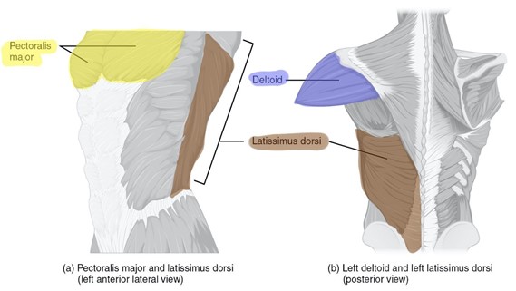 Superficial muscles of the shoulder anterior, lateral view (a) and posterior view (b).