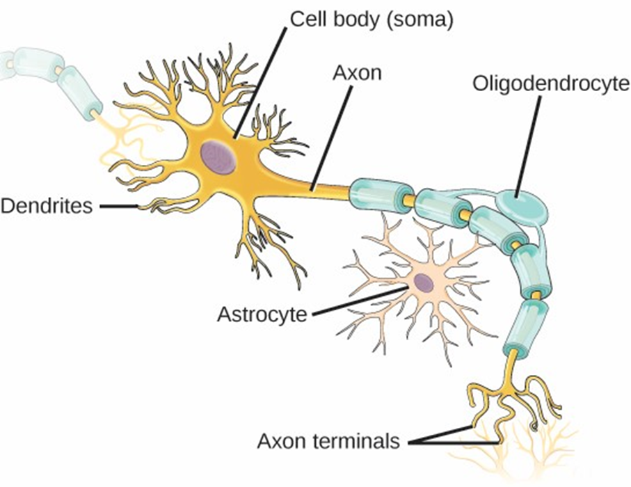 Drawing of a neuron (nerve cell).